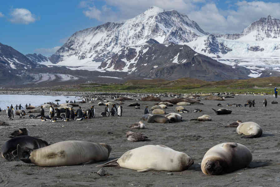 Elefante Marino - islas Georgias del Sur 33.jpg